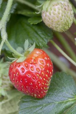 Garten-Erdbeere