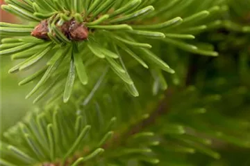Abies nordmanniana