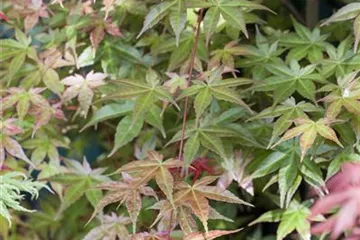 Acer palmatum