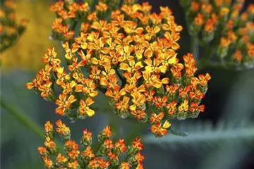 Achillea millefolium