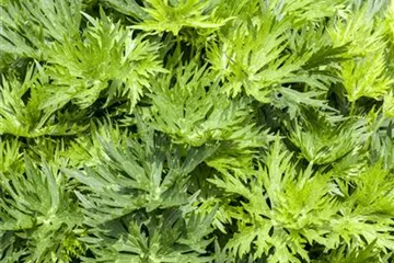 Aconitum napellus