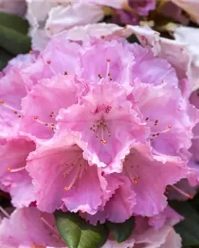 Yakushima-Rhododendron