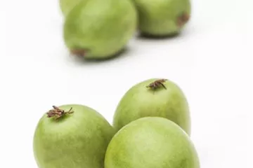 Actinidia arguta