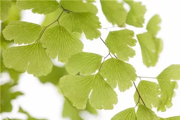 Adiantum raddianum