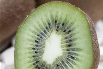 Actinidia chinensis