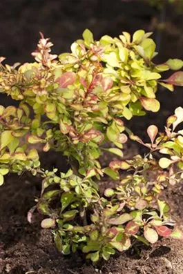 Grüne Heckenberberitze