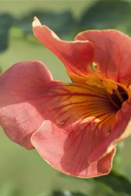 Rote Kletter-Trompetenblume