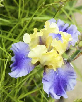 Zwerg-Iris