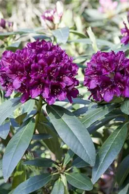 Großblumige Rhododendron