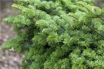 Abies balsamea