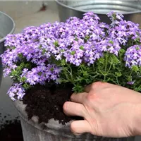 Eisenkraut - Einpflanzen in ein Gefäß (4).jpg