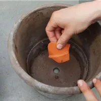 Eisenkraut - Einpflanzen in ein Gefäß (1).jpg