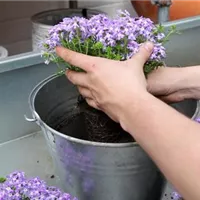 Eisenkraut - Einpflanzen in ein Gefäß (3).jpg