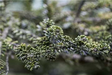 Abies koreana