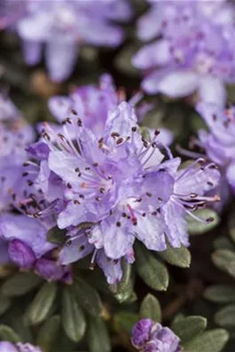 Kleinblättriger Rhododendron