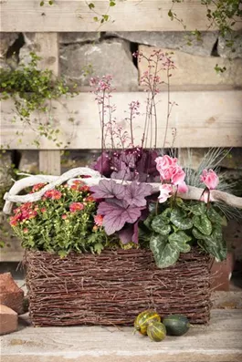 Herbst-Alpenveilchen